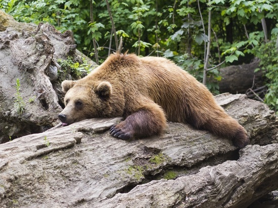 Медведь на Курилах повадился гулять по эко-тропе