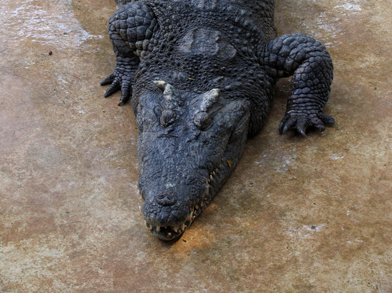 Гигантский крокодил слопал 10-летнего мальчика