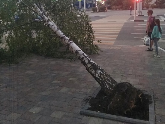 Рязанцы обвинили строителей в гибели берёзы на улице Новосёлов