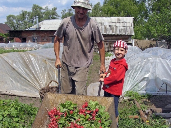 Россиянам могут разрешить продавать магазинам овощи с огородов