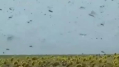В Краснодарском крае сняли на видео нашествие саранчи