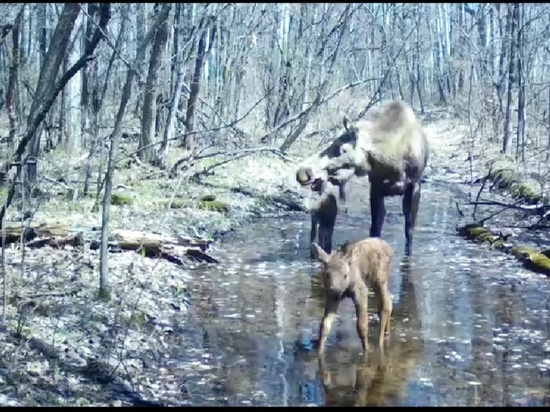 Лоси на водопое из Приамурья собрали лайки в соцсети
