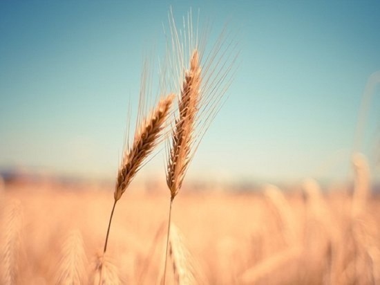 В Стамбуле завершились закрытые переговоры по зерну с участием России