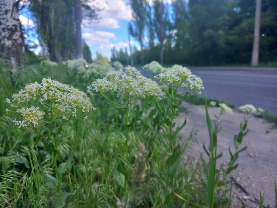 Жителей Луганска призвали косить траву