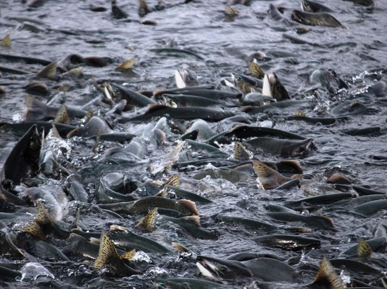 Рыбаки в Сахалинской области добыли уже 1,39 тыс. тонн лососей