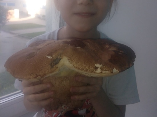 Гигантский тройной гриб нашли дети под Новосибирском