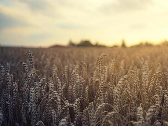 WSJ раскрыло подробности сделки по «зерновому вопросу»
