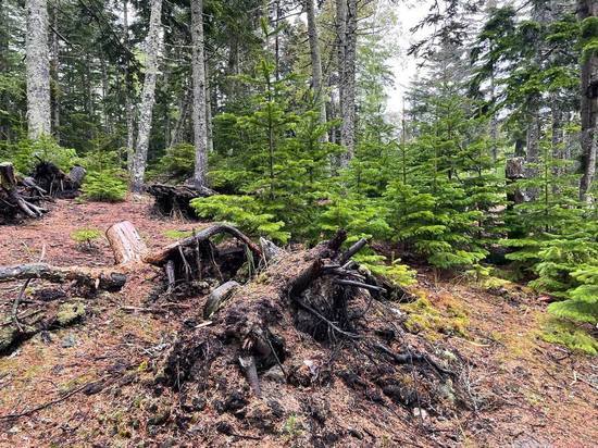 Губернатор потребовал снять запрет на посещение лесов в семи районах Сахалина