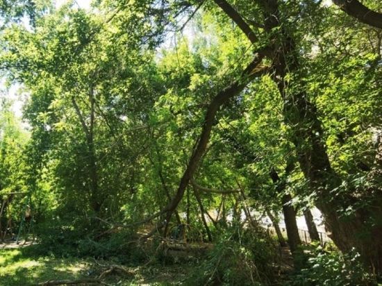 В Новосибирске сломанное дерево две недели висит рядом с качелями и каруселью
