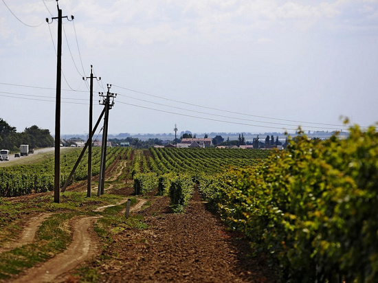 В 2022 году в Краснодарском крае планируют собрать 210 тысяч тонн винограда