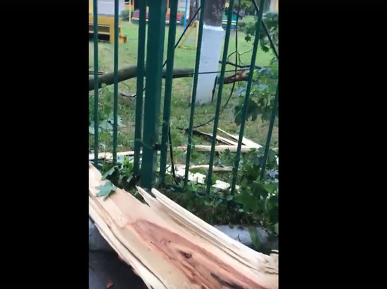 На улице Высоковольтной в Рязани дерево упало на территорию детсада