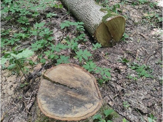 Лесному фонду Курской области в результате спила 16 деревьев нанесли ущерб на 3 млн рублей