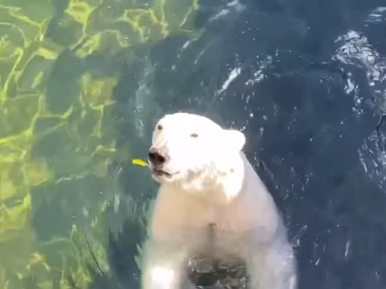 В Ленинградском зоопарке показали, как медведица искупалась в бассейне под лучами солнца