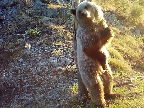 В заповеднике в Красноярском крае заметили «танцующих» медведей