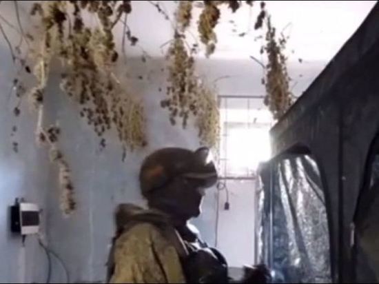 Российские войска обнаружили на покинутых украинских позициях ферму наркотиков