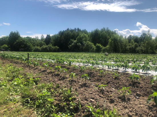 Ярмарка выходного дня продолжается в Хабаровске