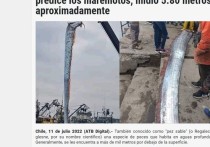 У берегов Чили рыбаки выловили рыбу длинной почти 6 метров  — сельдяного короля