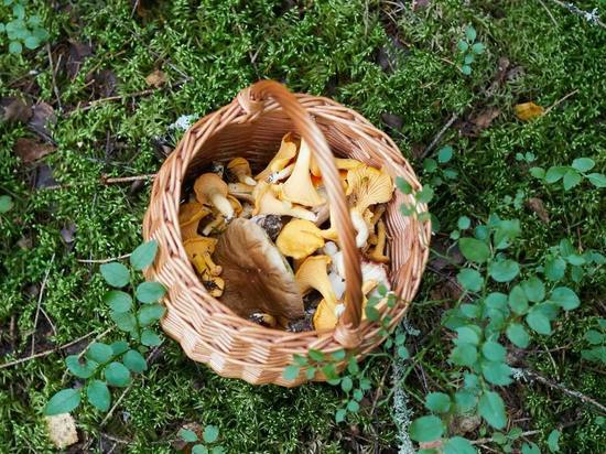 В Красноярском крае откроют пункты по сбору грибов и других дикоросов у населения