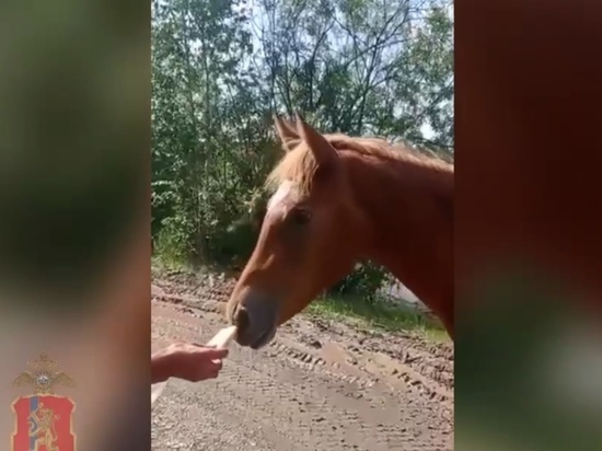 В Железногорске Красноярского края полицейские помогли вернуть хозяевам лошадь Люсьенду