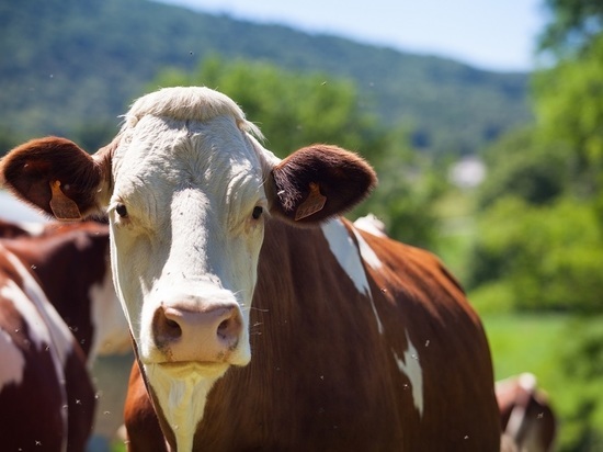 Еще в двух калмыцких поселках обнаружили бруцеллез скота