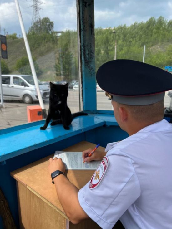 В Красноярске сотрудники ГИБДД ищут хозяина черного кота