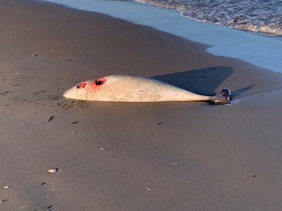 На берегу в центре Сахалина нашли мертвых морских животных с ранами на теле