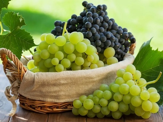 В Ярославской области скоро можно будет пойти на экскурсию по виноградникам