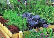 Рейтинг растений, которые могут спасти огород от насекомых-вредителей, составили подмосковные садоводы