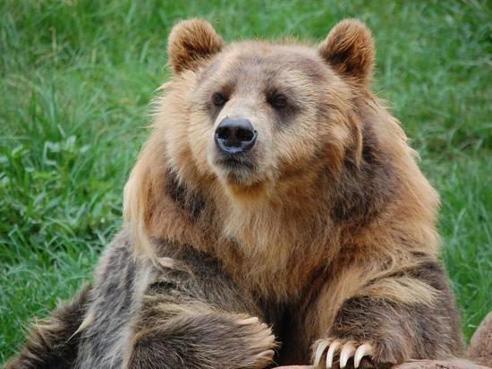 Жителей Кировска терроризировали два медведя: животных пришлось застрелить