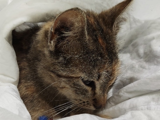 Больные и обезвоженные: псковичка приютила 45 вытащенных из-под завалов Мариуполя кошек
