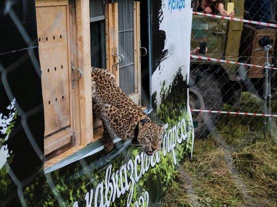 Сочинских леопардов выпустили на волю