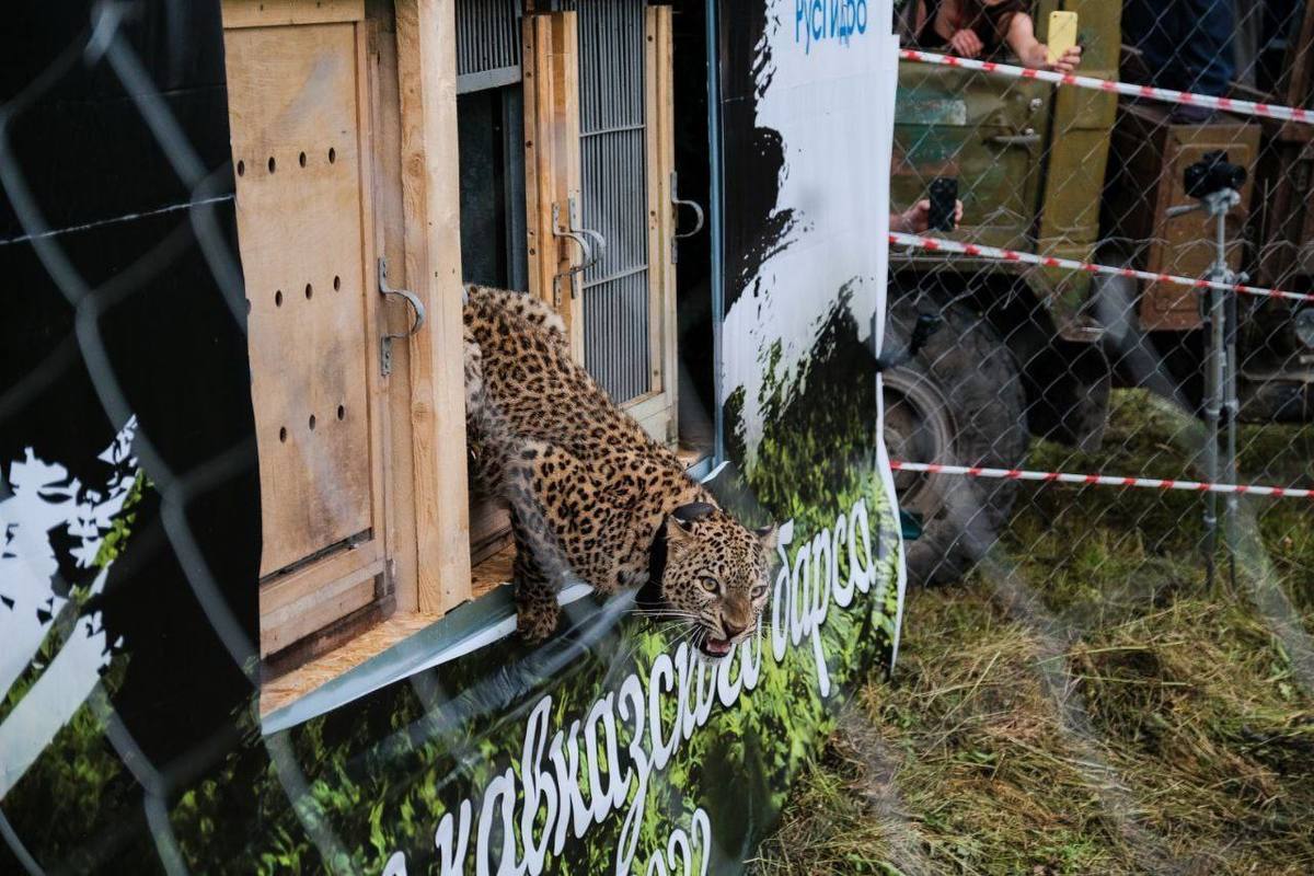 животные сочинского национального парка