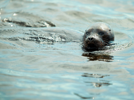Спасенный в Ленобласти тюлень Уран уплыл к берегам Эстонии