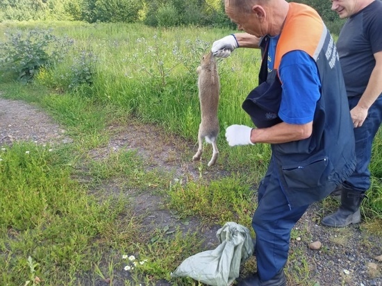 Попавшего в ловушку зайца спасли в кемеровской деревне