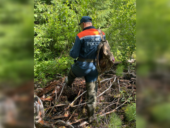 В лесу Любытинского района обнаружили тело 74-летнего мужчины, пропавшего несколько дней назад