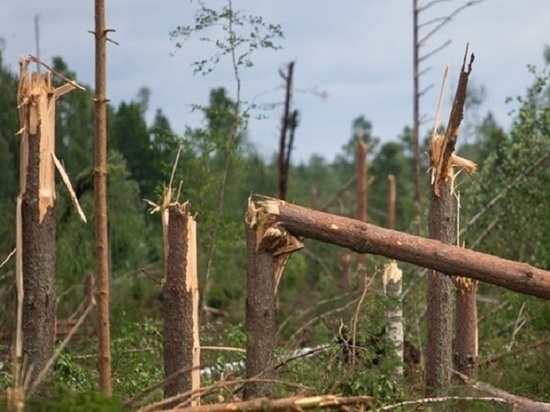 Смерчь, пронесшийся по территории Кировской области, уничтожил часть леса