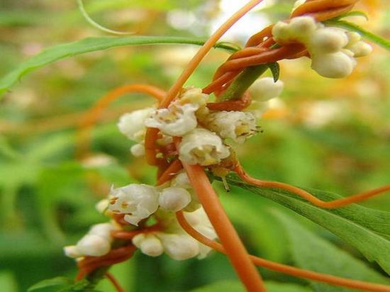 В Хабаровском крае 60 тонн сои оказались заражены опасным сорняком