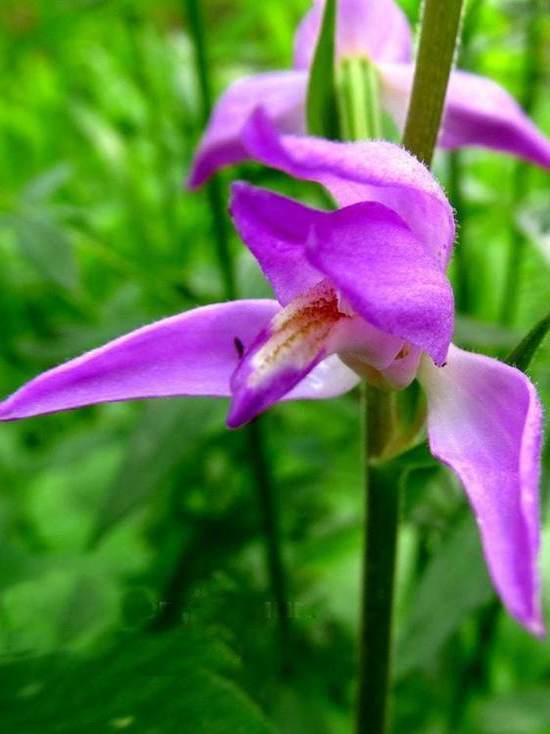 На Таганае зацвела орхидея-«обманщица»
