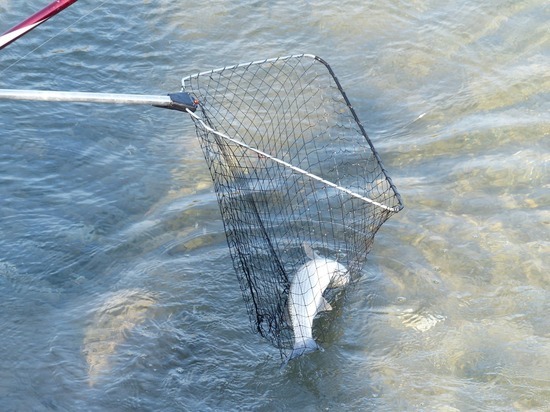 Пять мешков с рыбой нашли у браконьера на Сахалине