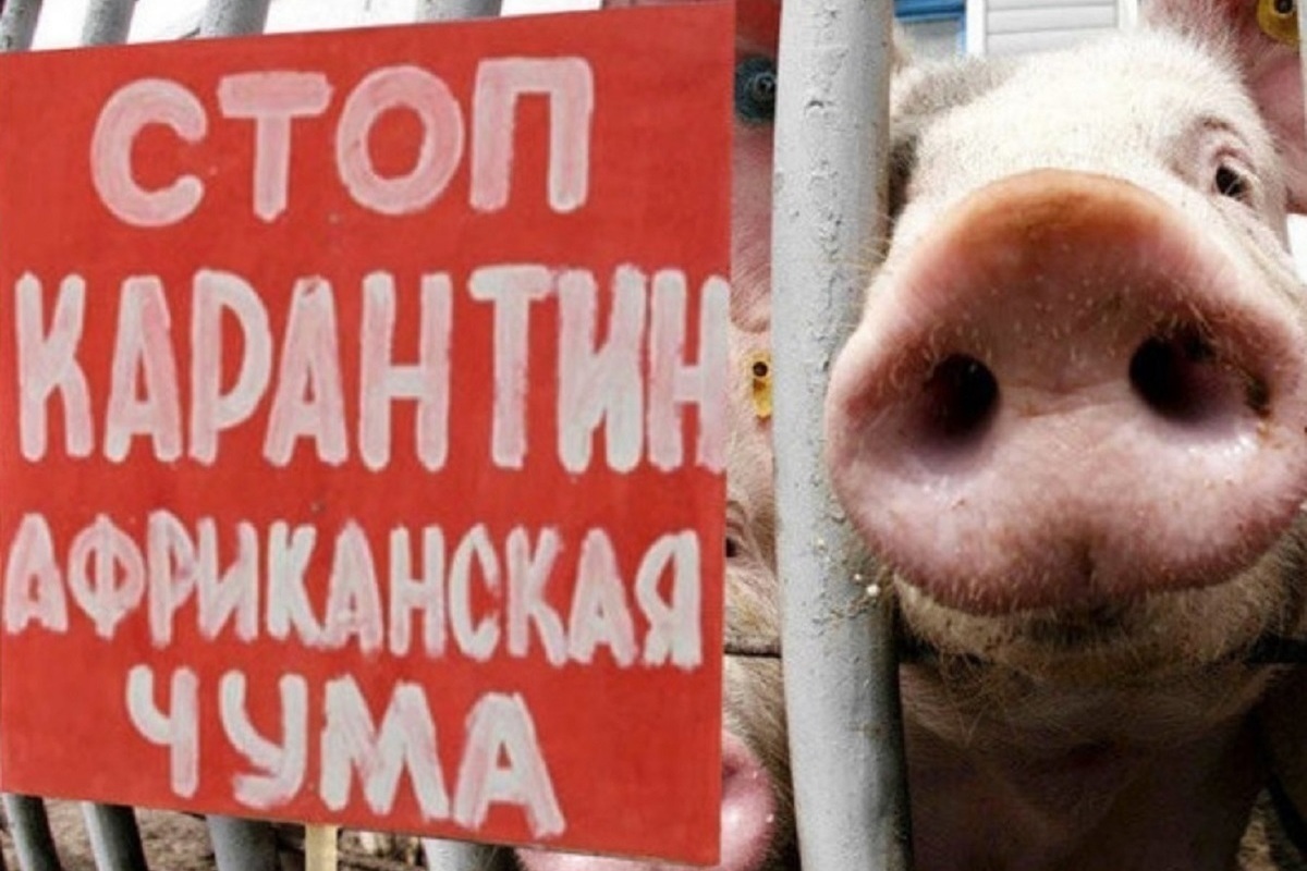В Костромской области опять выявлен очаг африканской чумы свиней