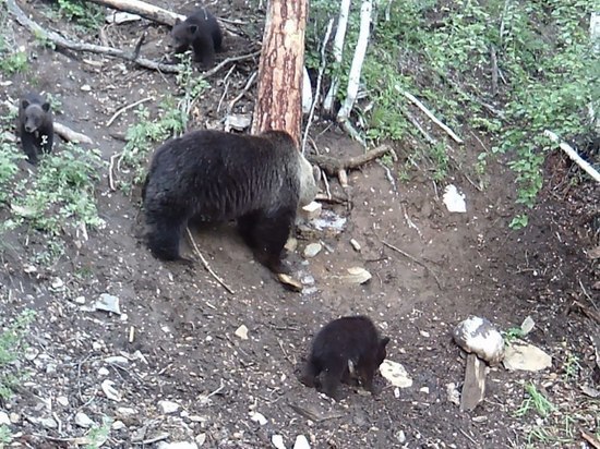 Медведица с тремя медвежатами «попалась» в лесу Бурятии