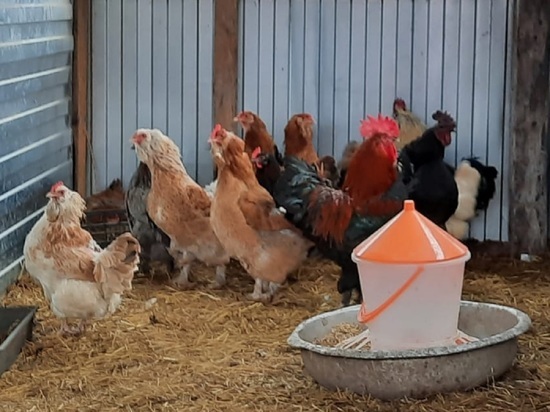 В Калужской области в 7 хозяйствах из-за гриппа уничтожили всю птицу