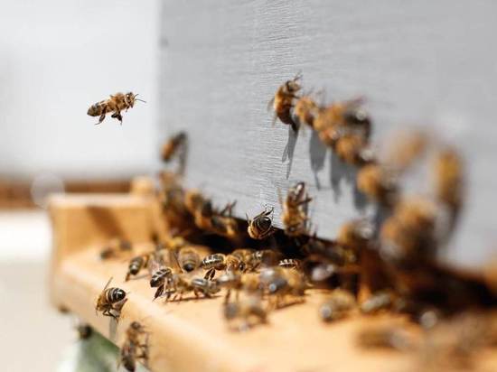 В СМИ сообщили о массовой гибели пчел в Тульской области