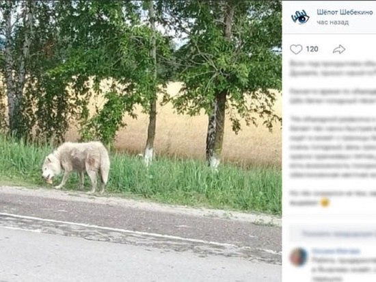 Белгородский экоохотнадзор прокомментировал случай с похожей на волка собакой