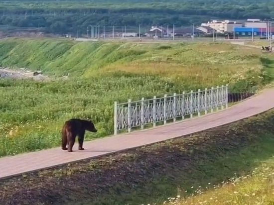 Медведь вышел на пешеходную дорожку к людям на Курилах