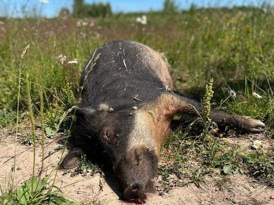 Телеграм-канал: в Орловской области сгорели более 6 000 свиней