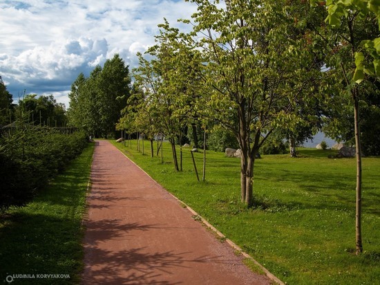 Мэрия Петрозаводска к осени приобретет машину для пересадки деревьев