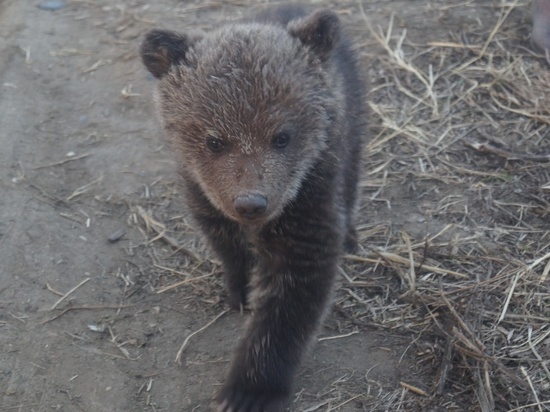 Жителям Красноярского края рассказали о правилах поведения при встрече с медведем