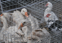 В Калужской области еще в двух населённых пунктах появилось подозрение на птичий грипп