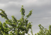 Во вторник, 19 июля, в Рязанской области выпустили очередное метеопредупреждение
